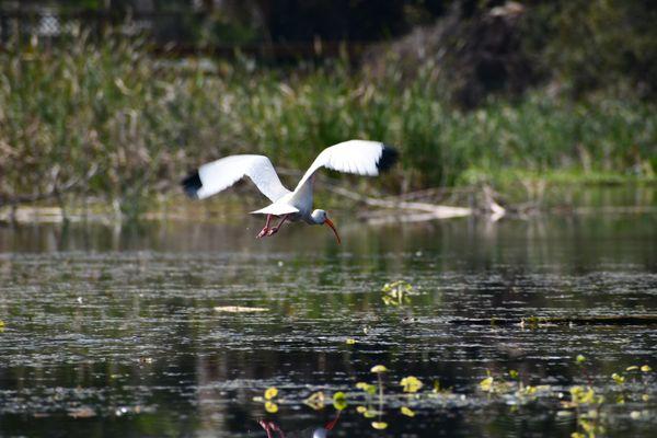 Ibis