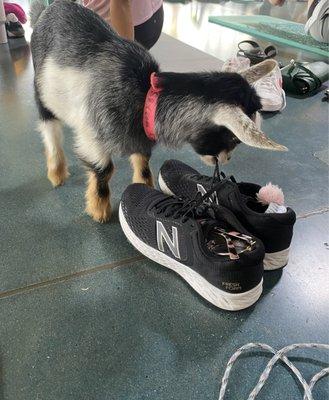 Baby goat and my sneakers ...goat 1, sneakers 0