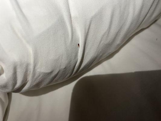 Bedbugs