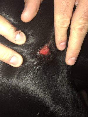 Wound on our black lab from a stay at Linda's Camp K-9 but they have "no idea how it happened."