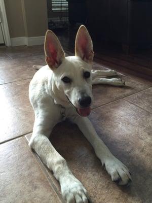 Happy Max after coming home from Katy Kennels