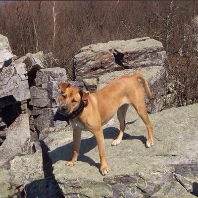 Rella On the Appalachian Trail - Black Rock Mtn. Summit - on her first birthday (9 months after adoption)