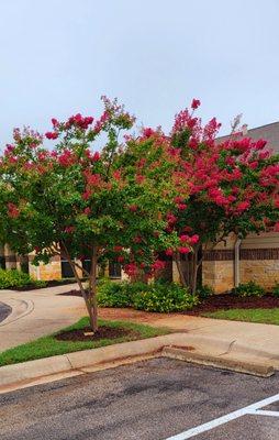 Bushes in front of the office