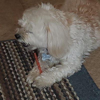 Piper eating her favorite snack! (NOT rawhide1)