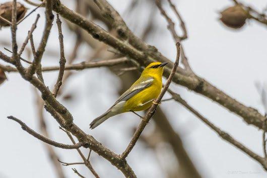 Blue-winged Warbler