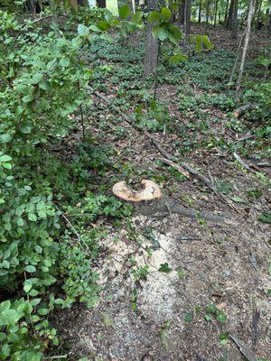 One of the trees removed.