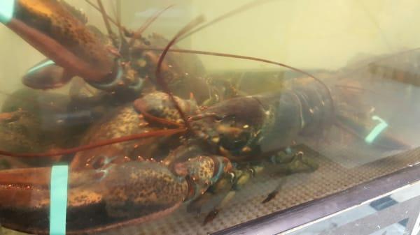 Live lobsters!!!!