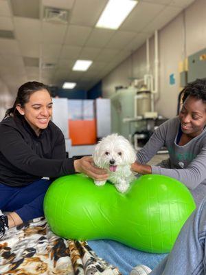 Excellent care for our sweet Bailee from Dr Mohammad and Michelle at Revive Veterinary Rehab! She went from not able to walk to running!!!