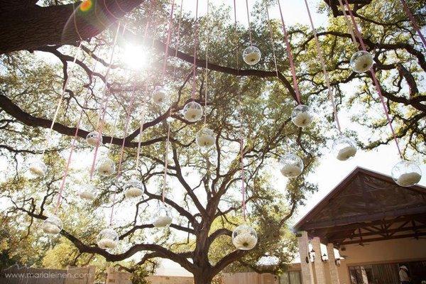 The canopy of beautiful live oak trees.