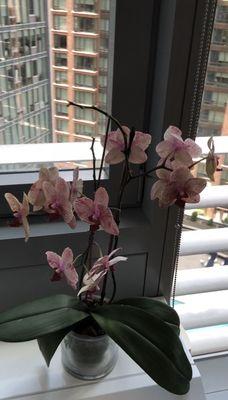 My fav orchid which they safely delivered