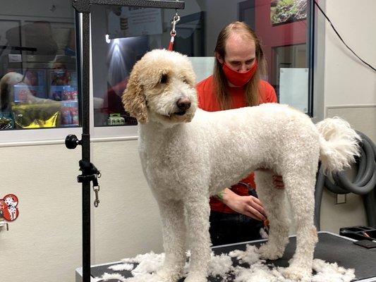 Dog groomer at work