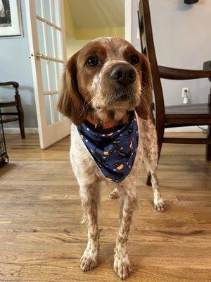 Marlow sporting his Halloween bandanna!