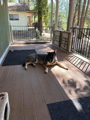 Dono enjoyed laying in the sunlight.