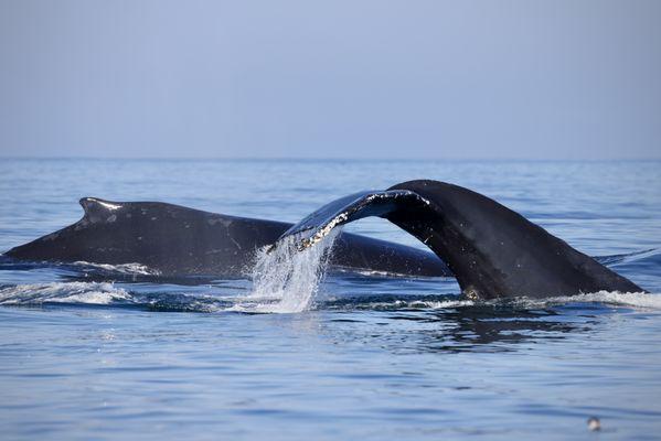 Humpbacks diving together