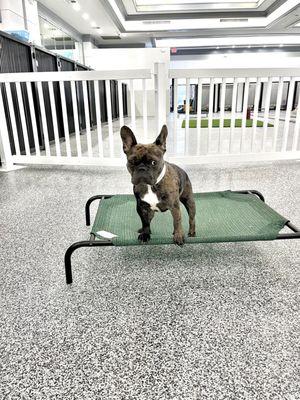 Zeus at daycare