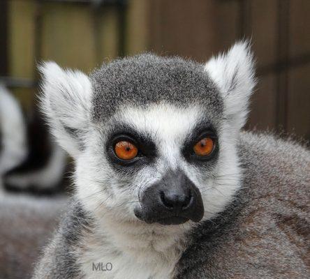 Ring tail Lemur