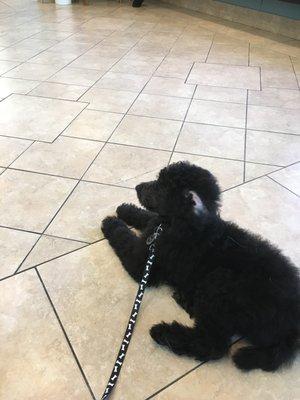 Waiting for my first vet visit.