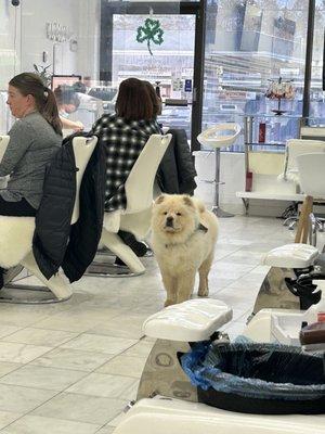 Chow chow puppy... salon's adorable mascot