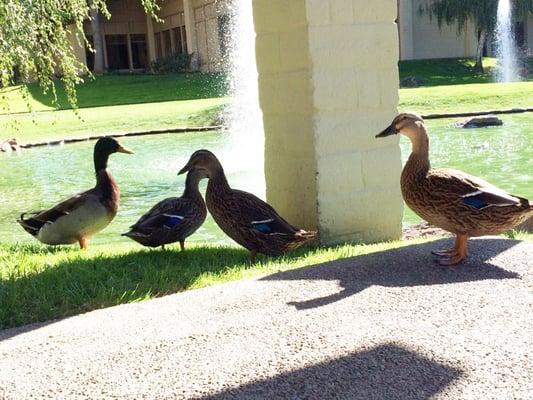 Cute Ducks by the Pond Outside