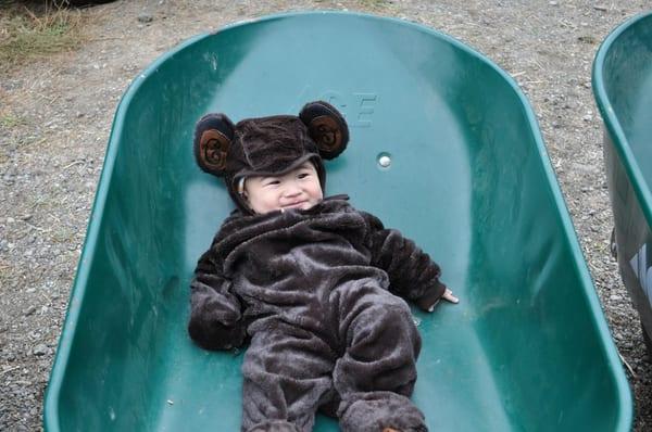 wheel barrel for pumpkins - monkey not included!!