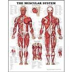 The Human Body is a machine, and needs regular tune-up to function properly !