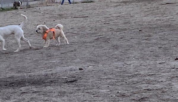 Kennebunk Dog Park