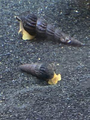 2 Orange Rabbit Snails. Love them. Very healthy.