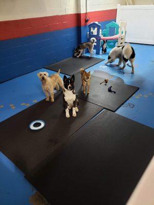 Larger kennel area blue