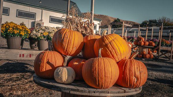 Just one table of many, many pumpkins.