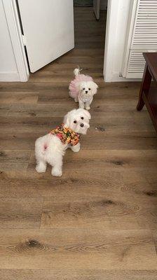 Fur baby's right after getting home from their grooming at Ponos. The little Hawaiian shirt was also purchased there.