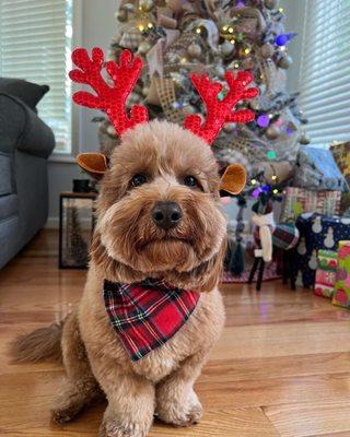 Ginger's grooming by Heather, right before the Howliday