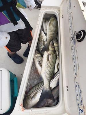 Capt Bos is awesome. Caught a box full of stripers. Bos was great with my 7 yr old.