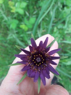 purple wildflower