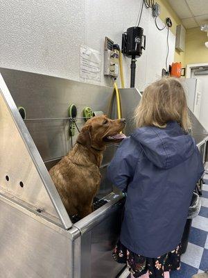 Dog in wash tub