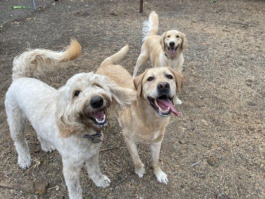 Happy dogs