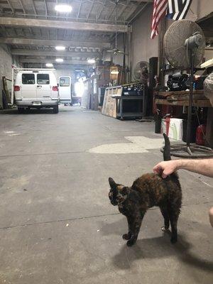 Shop cat