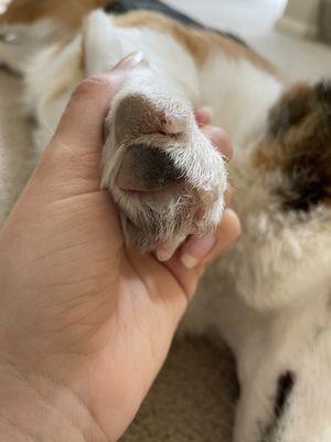 Injury to my dog's nail (hard to get a good photo because her foot is small!)