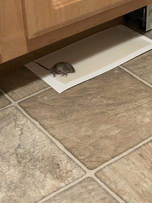 Mouse found in kitchen