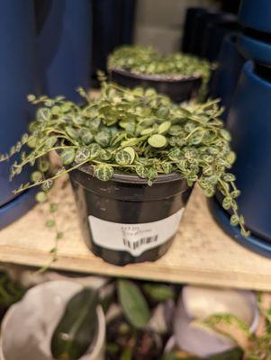 String of turtles plant!