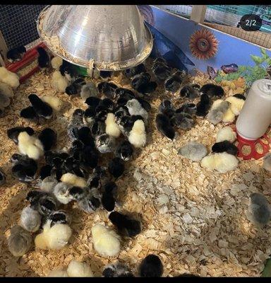 Baby chicks!!