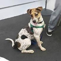 Big girly Bluex doing a stay during Puppy Manners Class.