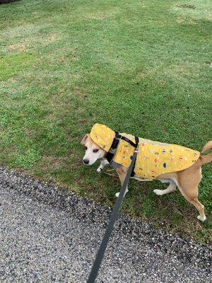 Our mascot Odie is ready rain or shine