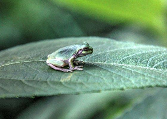 A little tree frog waiting for a meal...