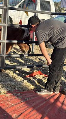 Pony. All the animals were very friendly