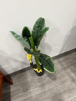 Cute plant in waiting area