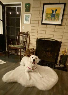 Pearl and her beloved Costco faux fur memory foam dog mat!