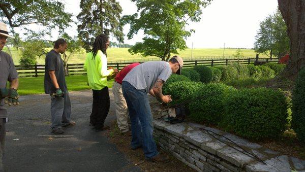 Our team with tree removal.