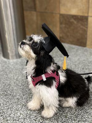 Sunny at puppy graduation 10/2022