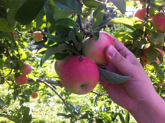 Picking Macouns at Hill Orchard