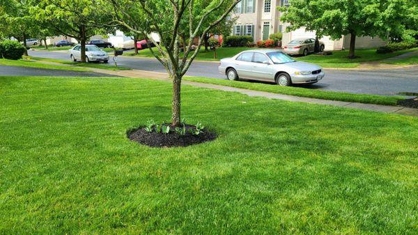 Carl's Lawn Care & Landscaping